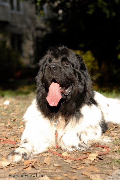 Фото: ньюфаундленд Threeponds Sunny Flower for Sent Djons