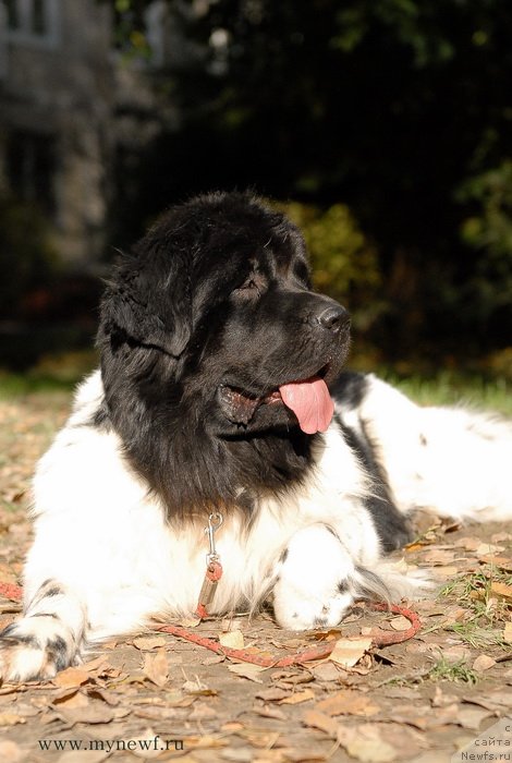 Фото: ньюфаундленд Threeponds Sunny Flower for Sent Djons