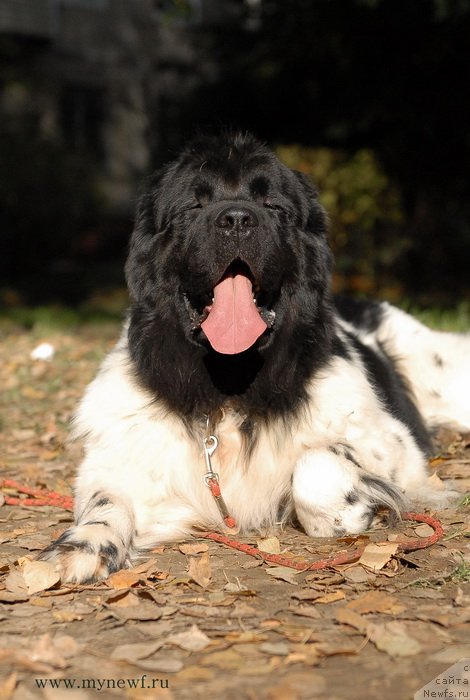 Фото: ньюфаундленд Threeponds Sunny Flower for Sent Djons