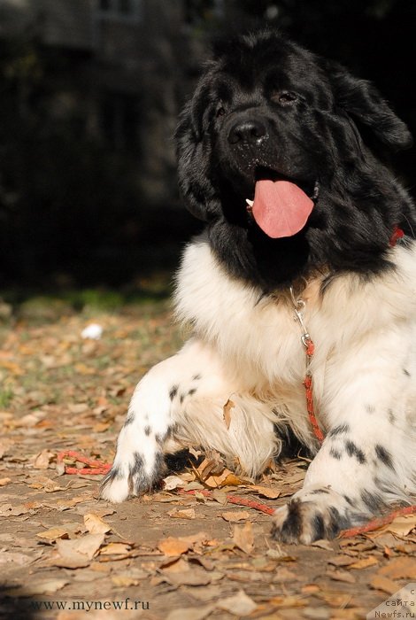 Фото: ньюфаундленд Threeponds Sunny Flower for Sent Djons