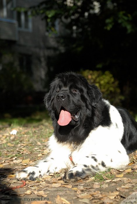 Фото: ньюфаундленд Threeponds Sunny Flower for Sent Djons