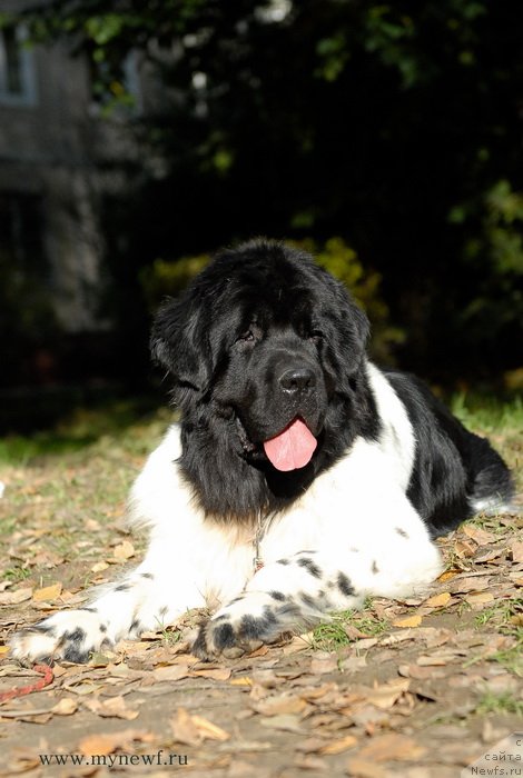 Фото: ньюфаундленд Threeponds Sunny Flower for Sent Djons