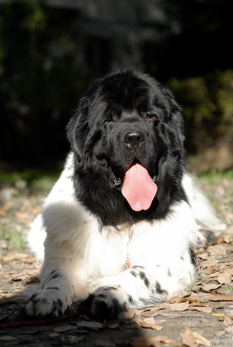 Фото: ньюфаундленд Threeponds Sunny Flower for Sent Djons