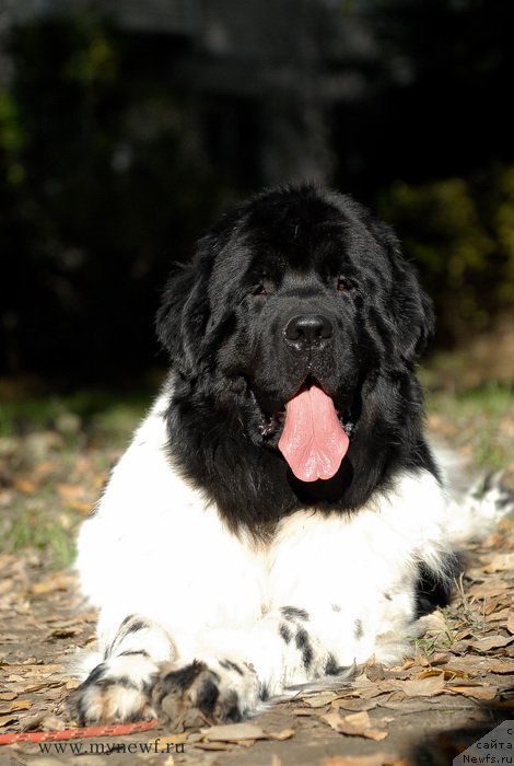 Фото: ньюфаундленд Threeponds Sunny Flower for Sent Djons