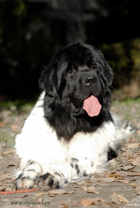 Фото: ньюфаундленд Threeponds Sunny Flower for Sent Djons