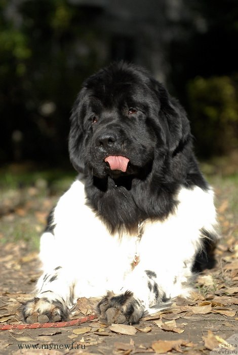 Фото: ньюфаундленд Threeponds Sunny Flower for Sent Djons