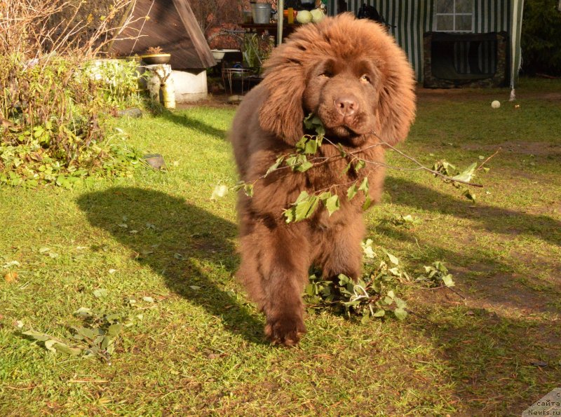 Фото: ньюфаундленд I Follow The Sun de L'Etoile de Cyrice