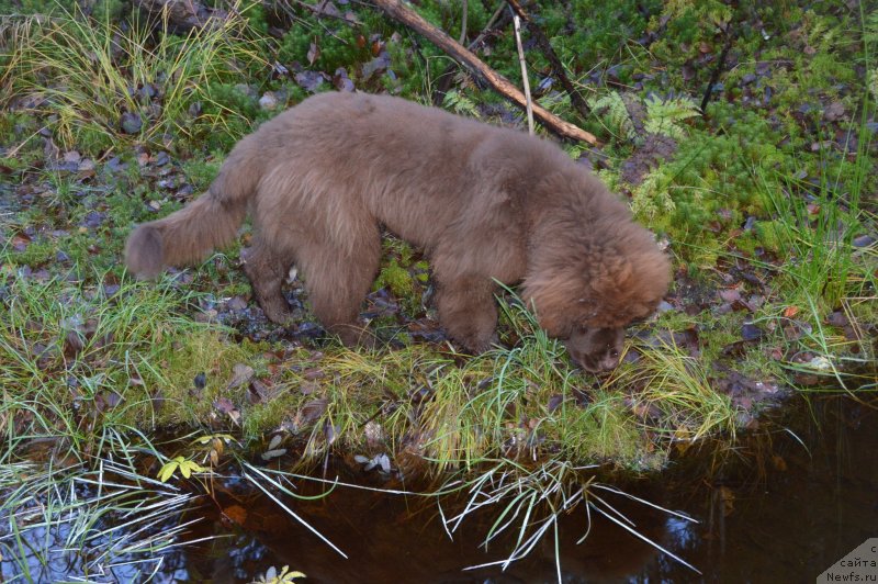 Фотография № 137728