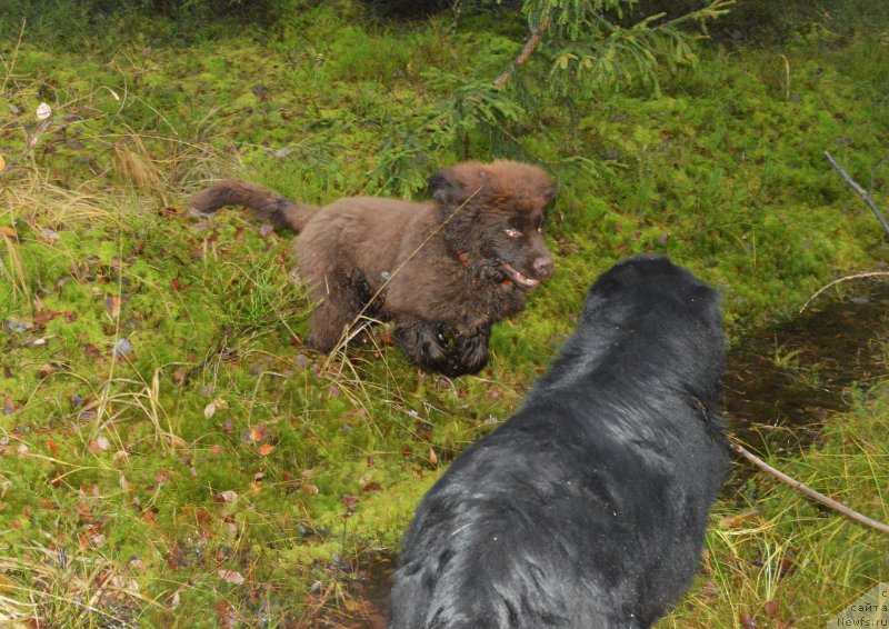 Фотография № 137729