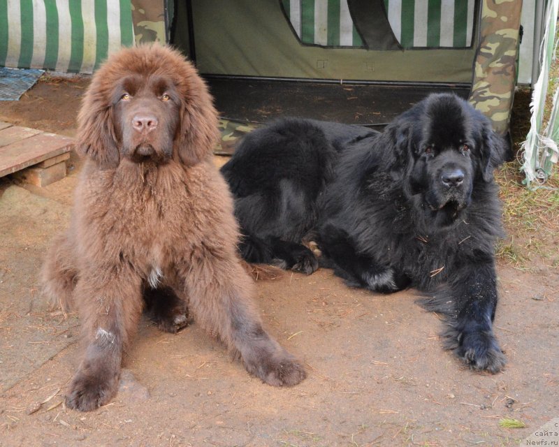 Фото: ньюфаундленд Aquatoriya Kelvin Kadril (Акватория Келвин Кадриль), ньюфаундленд I Follow The Sun de L'Etoile de Cyrice