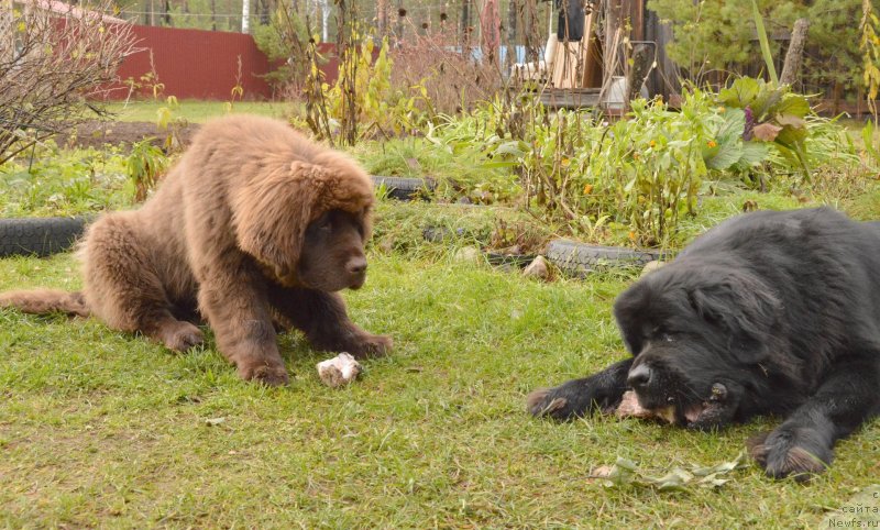 Фотография № 137736