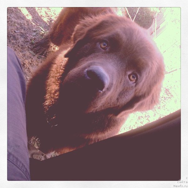 Фото: ньюфаундленд Chara Hani Les (Чара Хани Лес)