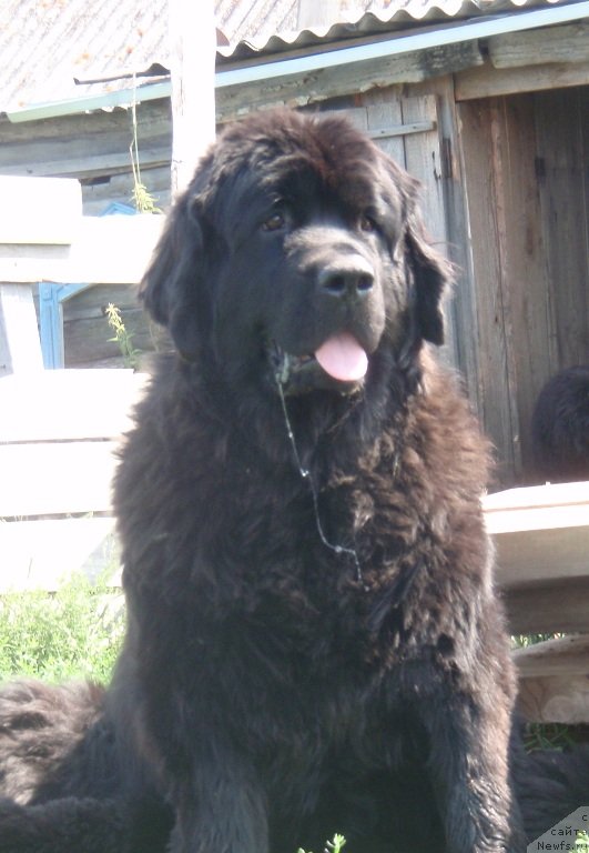 Фото: ньюфаундленд Potap Elana (Потап Елана)
