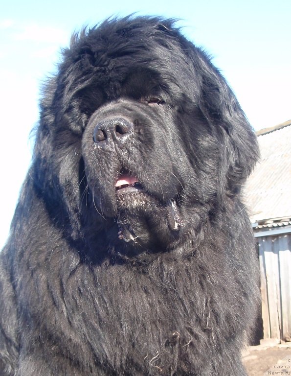 Фото: ньюфаундленд King of Helluland I'm Precious