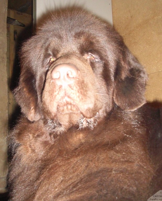 Фото: ньюфаундленд N'yufort Peris Hilton (Ньюфорт Перис Хилтон)