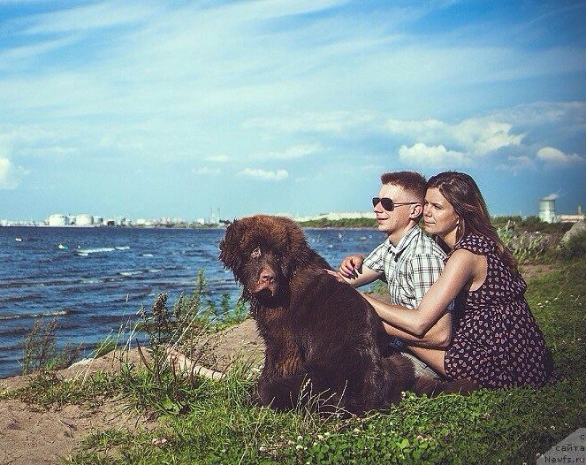 Фото: ньюфаундленд Simvol Roskoshi I Lubvi (Символ Роскоши и Любви)
