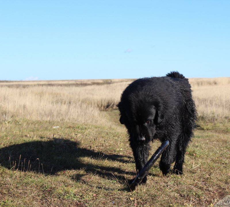 Фото: ньюфаундленд Kaiden Playful (Кайден Плейфул)