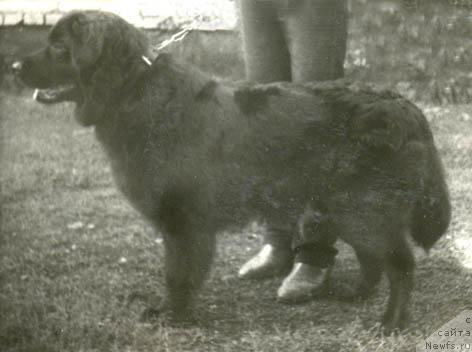 Фото: ньюфаундленд Dinel' (Динель)