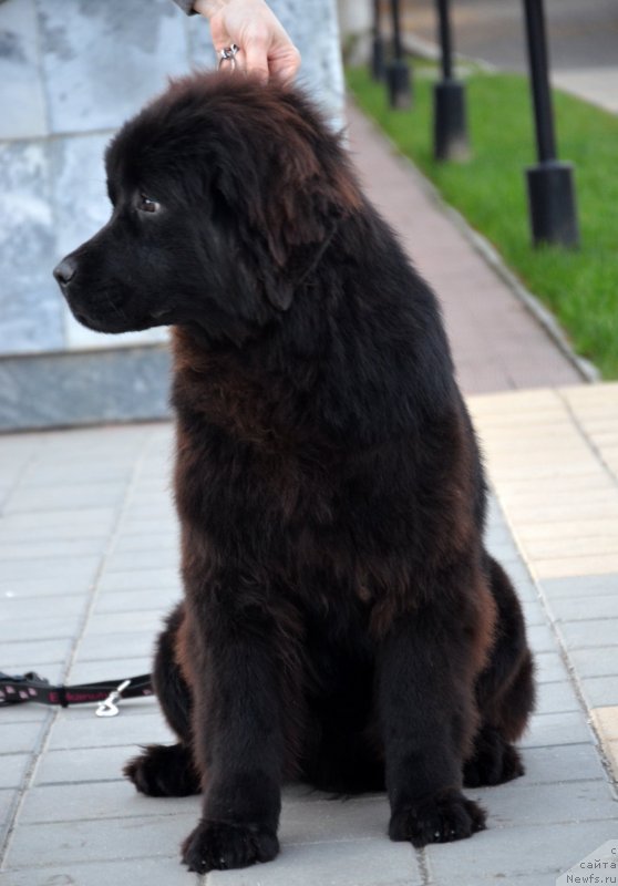 Фотография № 137815