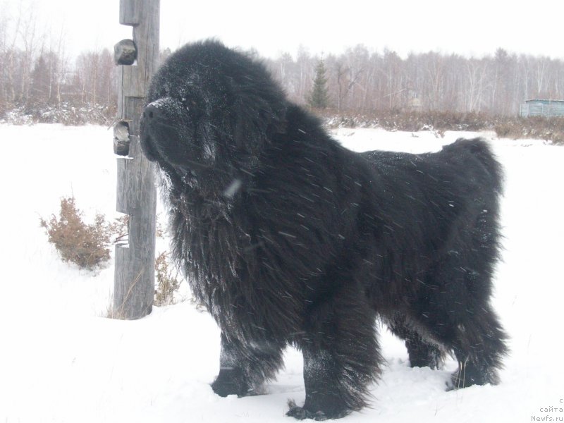 Фото: ньюфаундленд Karat iz Medvejyego Yara (Карат из Медвежьего Яра)