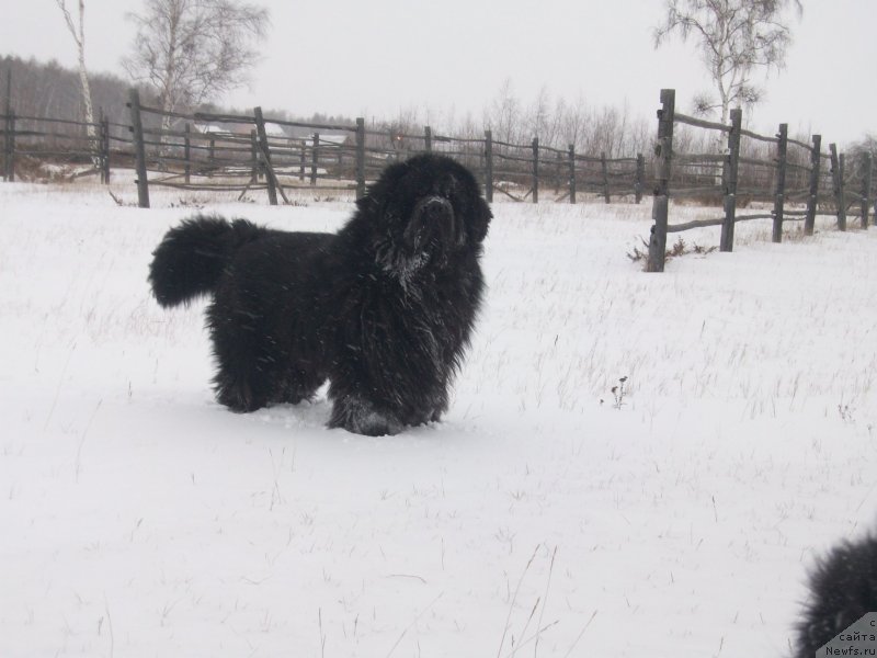 Фото: ньюфаундленд Karat iz Medvejyego Yara (Карат из Медвежьего Яра)