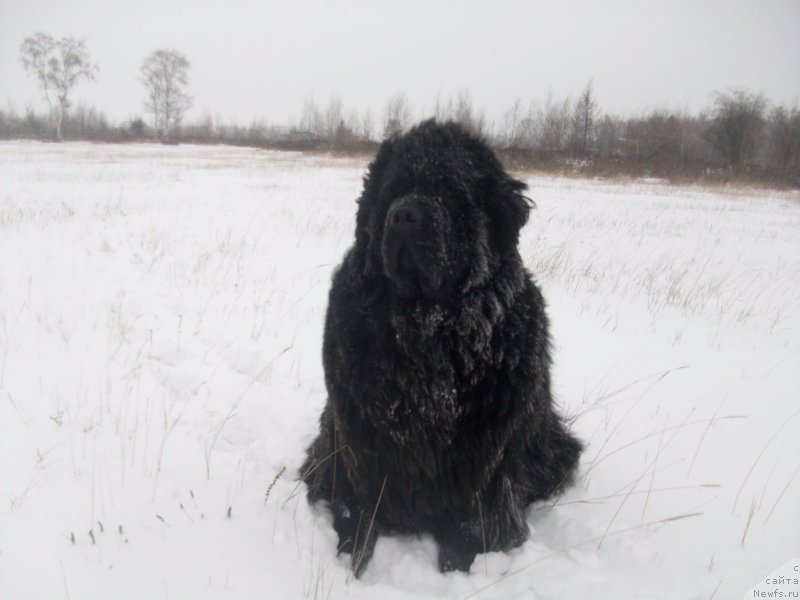 Фото: ньюфаундленд Yarada iz Sibirskoy Glubinki (Ярада из Сибирской Глубинки)