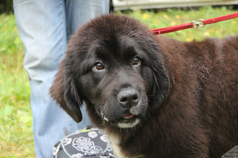 Фото: ньюфаундленд Sent Djons Evraziya (Сент Джонс Евразия)