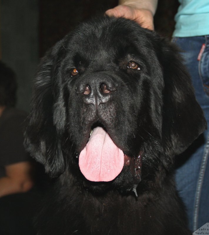 Фото: Обуш Шед Вьетнам