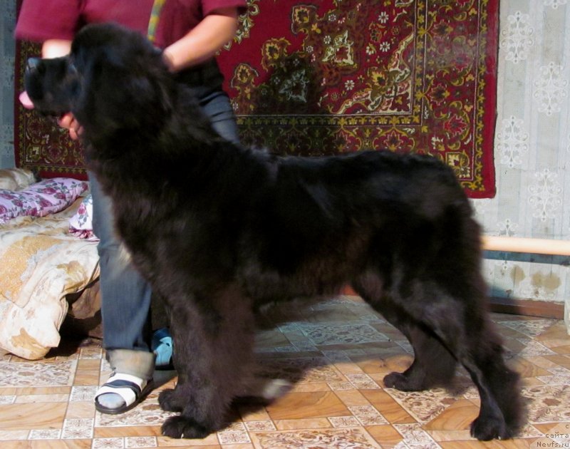 Фото: Обуш Шед Вэлли Лайк