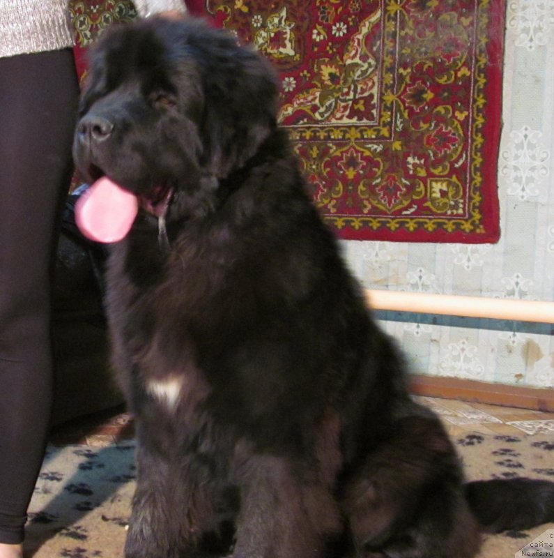 Фото: Обуш Шед Вэлли Лайк