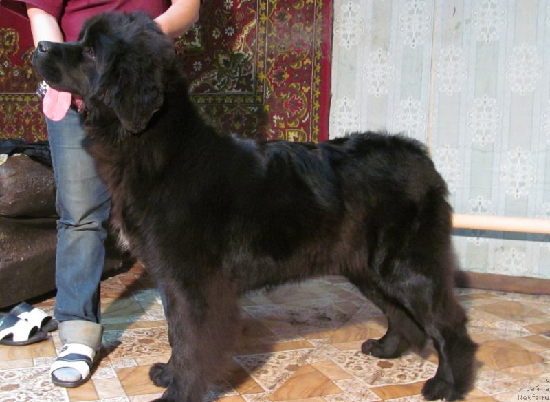 Фото: Обуш Шед Вэлли Лайк