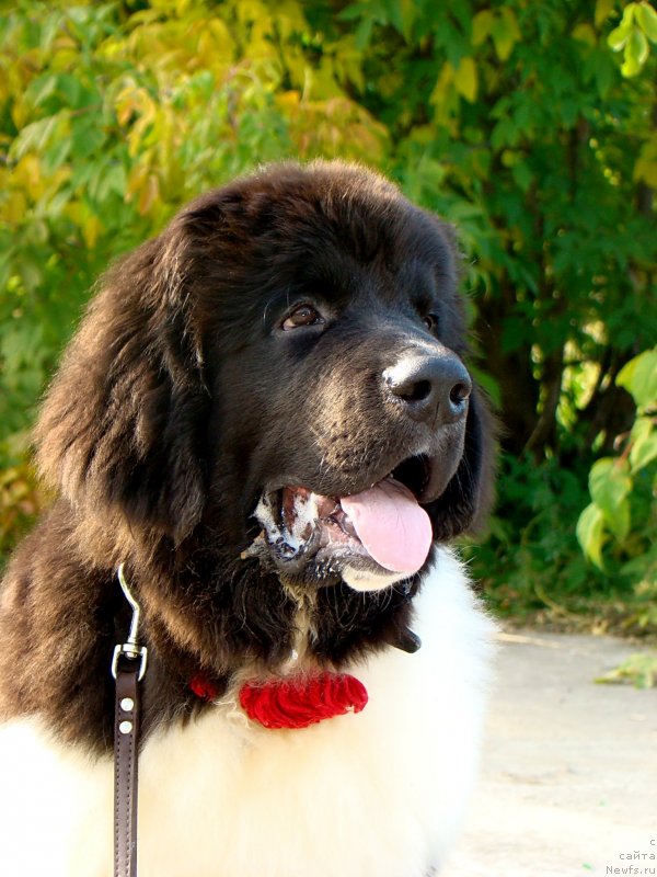 Фото: ньюфаундленд Bi Perfekt Vitko YUgo (Би Перфект Витко Юго)