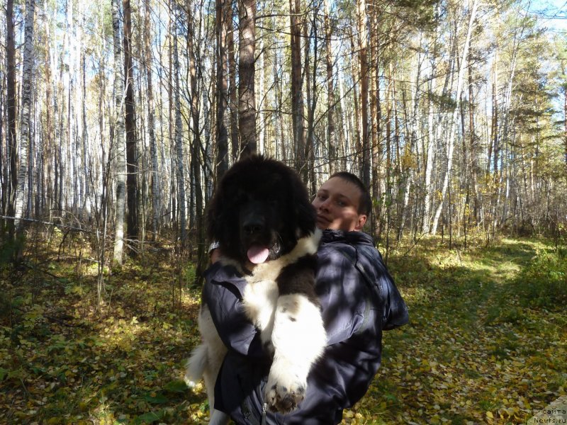 Фото: ньюфаундленд Bi Perfekt Vitko YUgo (Би Перфект Витко Юго)