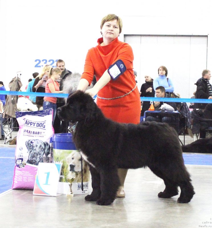 Фото: ньюфаундленд Aquatoriya Kelvin Schedrivchik (Акватория Келвин Щедривчик)