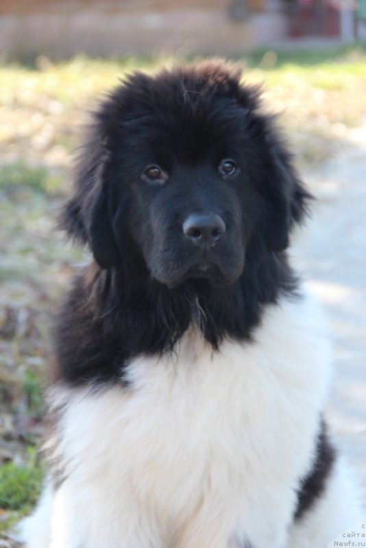 Фото: ньюфаундленд Akvian Song Mario (Аквиан Сонг Марио)