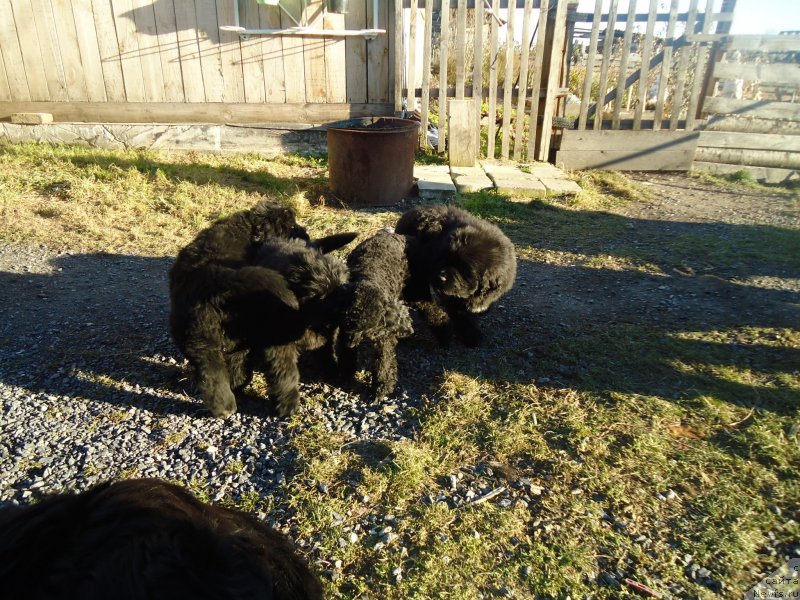 Фотография № 137887