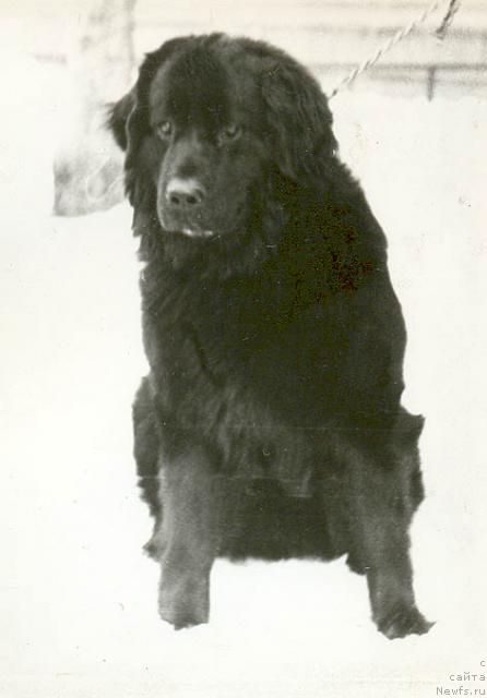 Фото: ньюфаундленд Ada Din Gudzon (Ада Дин Гудзон)