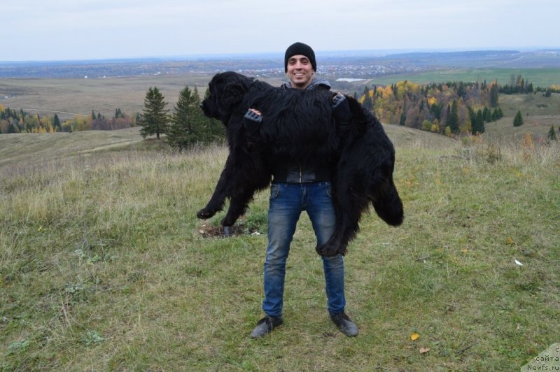 Фото: ньюфаундленд Simba De Lores (Симба Де Лорес), Il'dar SHayahmetov (Ильдар Шаяхметов)