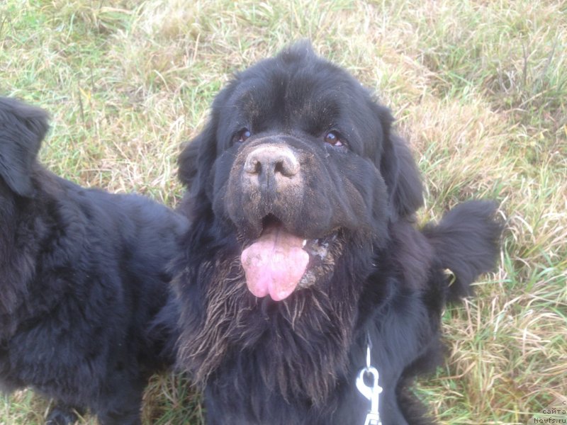 Фото: ньюфаундленд Restayling From SHipmyen (Рестайлинг Фром Шипмэн)