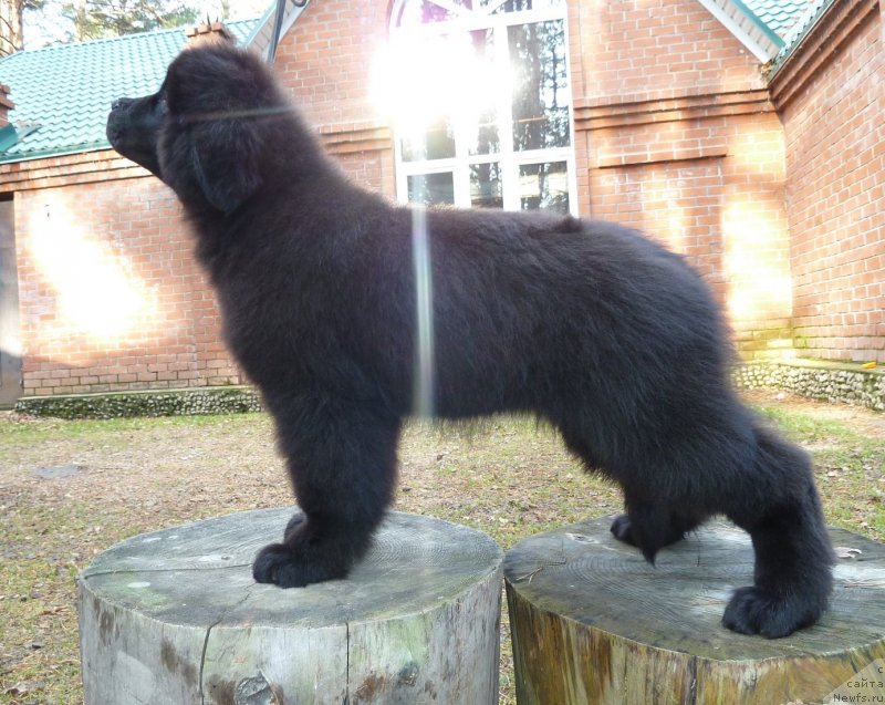 Фото: ньюфаундленд Super Premium Nevesta (Супер Премиум Невеста)