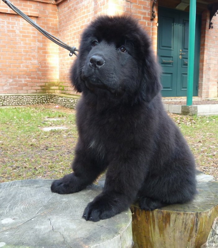 Фото: ньюфаундленд Super Premium Nevesta (Супер Премиум Невеста)