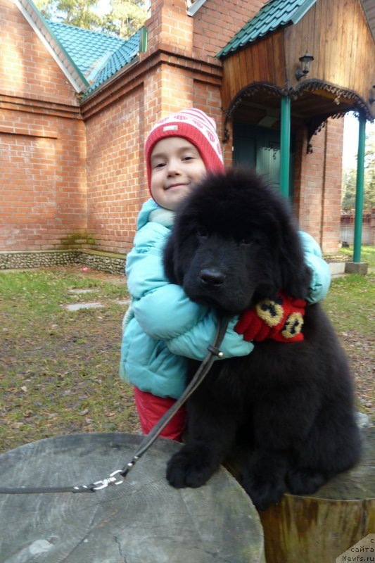 Фото: ньюфаундленд Super Premium Nevesta (Супер Премиум Невеста)