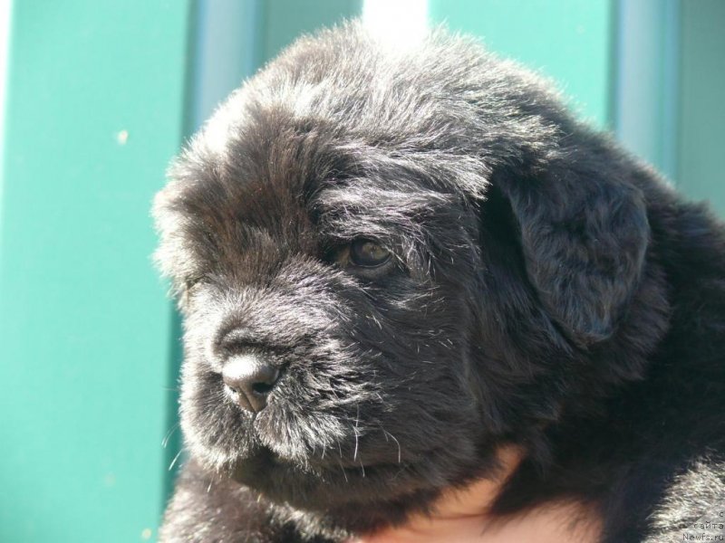 Фото: ньюфаундленд Corporevaill Illuisionist (Корпоревайль Иллюзионист)