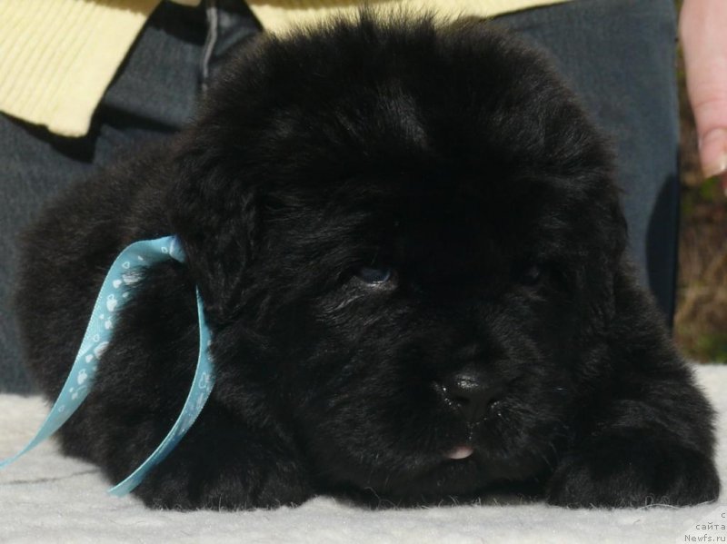 Фото: ньюфаундленд Corporevaill Illuisionist (Корпоревайль Иллюзионист)