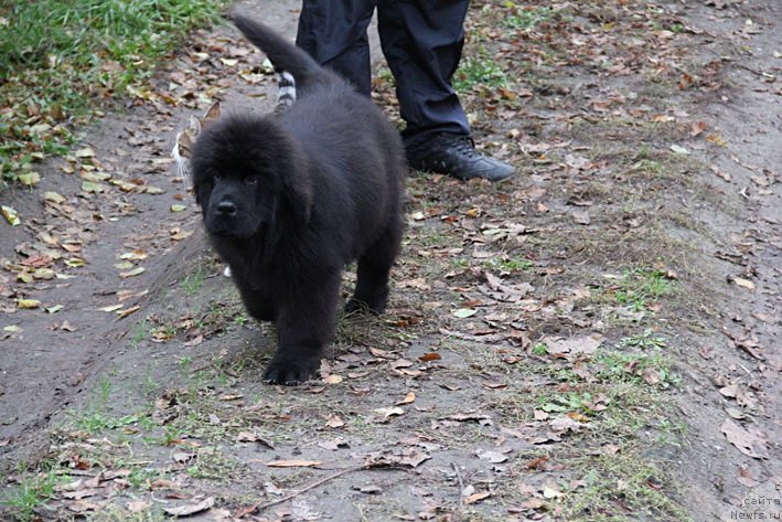 Фотография № 137937