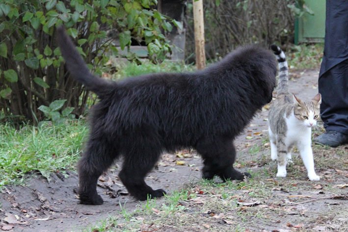 Фотография № 137938