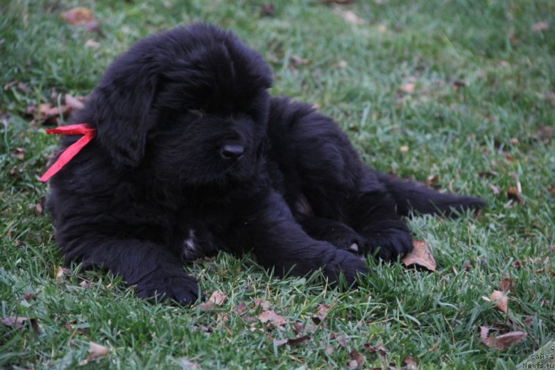 Фото: ньюфаундленд Vivienne Westwood Dinastiya Soverchenstva (Vivienne Westwood Dinastiya Soverchenstva)