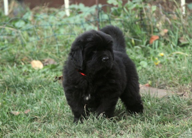 Фото: ньюфаундленд Vivienne Westwood Dinastiya Soverchenstva (Vivienne Westwood Dinastiya Soverchenstva)