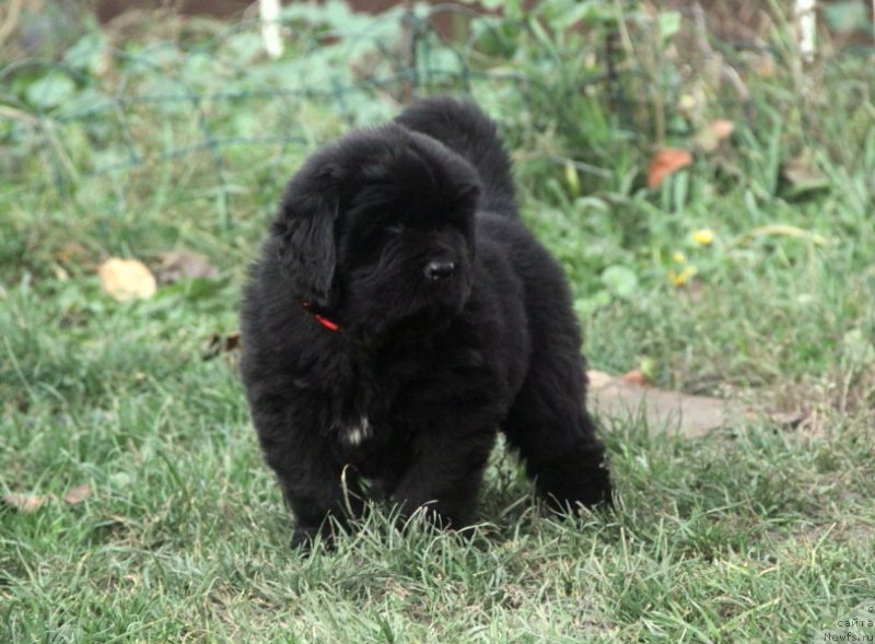 Фото: ньюфаундленд Vivienne Westwood Dinastiya Soverchenstva (Vivienne Westwood Dinastiya Soverchenstva)