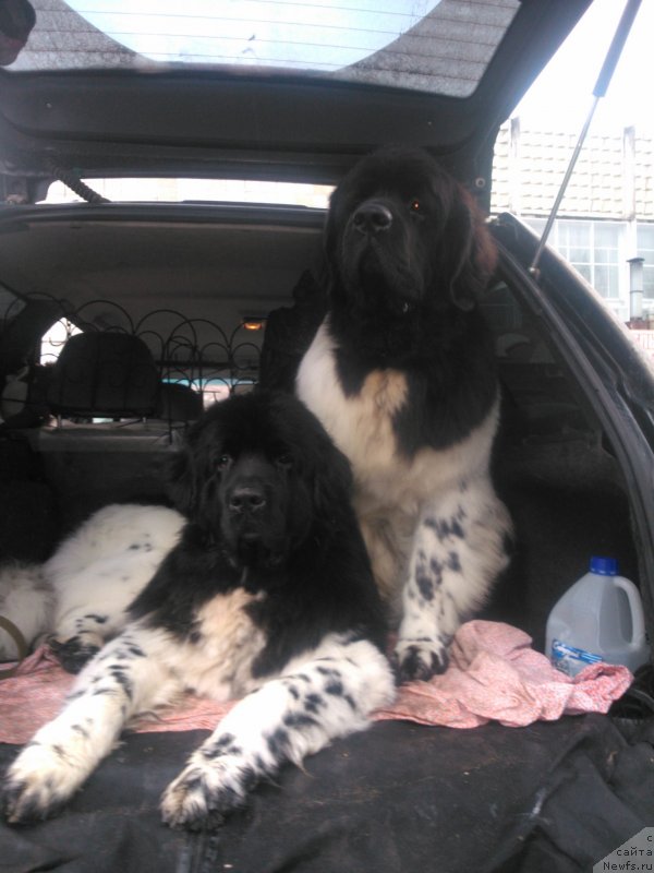 Фото: ньюфаундленд Plushevaya Panda Ferrero Rond Noir (Плюшевая Панда Ферреро Ронд Нуар), ньюфаундленд Keeper Soul Nice Guy (Кипер Соул Найс Гай)